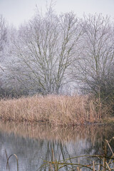 Fototapeta premium Lush trees covered in frost mirror their beauty in the still waters of a peaceful winter scene