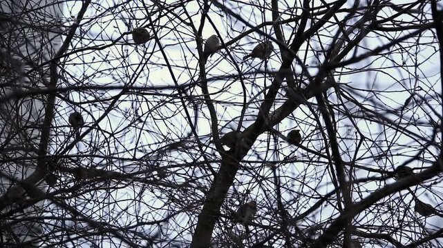 Scene captures multiple small birds perched quietly on numerous intricate bare branches of deciduous tree on overcast day during winter season stark silhouette pattern branches birds against pale sky.