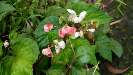 Begonia grandis flowers in the garden. Also known as hardy begonia, hariang anting gadis.