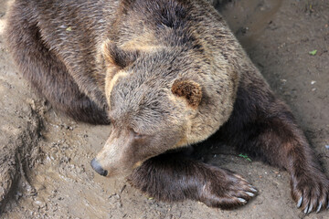 Brown bear in the bear park of the city of Bern, Switzerland