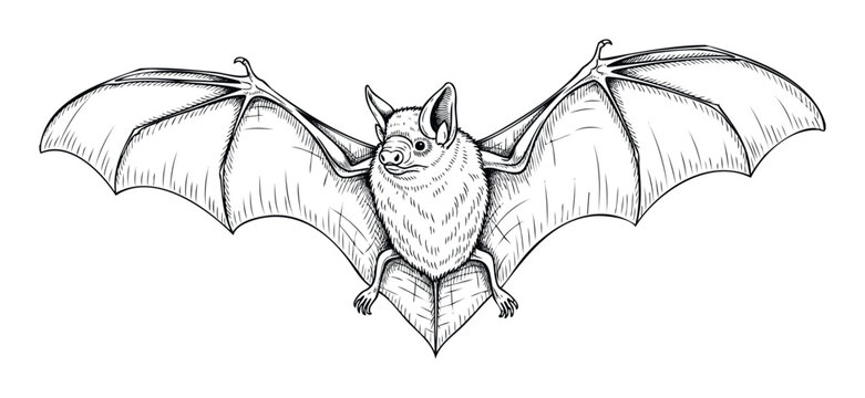 Detailed hand drawn bat with wide spread wings in a vintage ink sketch style, perfect for animal conservation themes or spooky Halloween holiday projects