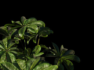 Umbrella plant foliage lit on dark background