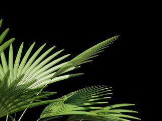 Light green palm fronds reaching into dark space