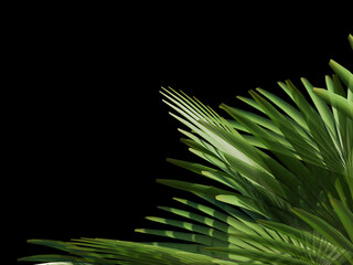 Fan palm leaves overlapping on black backdrop