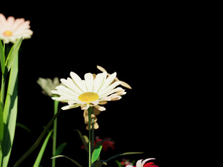 Single daisy flower glowing against black background