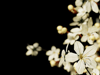Soft focus white blossoms with buds on black