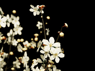 White spring blossoms clustered on dark background
