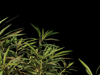 Dense bamboo like leaves in close view on black