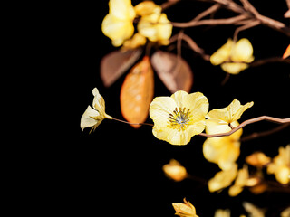 Yellow flowers on twisting branches over dark background
