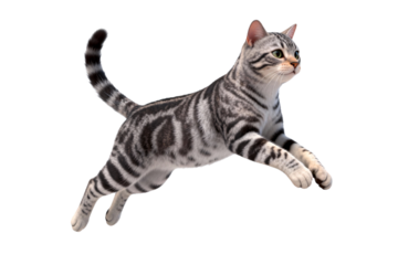 American Shorthair Cat Jumping in Mid Air