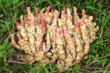 Fresh Tender Ginger Buds Shandong - Dug Red Shoots Organic