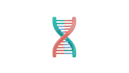 3D DNA Double Helix Model