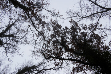 A dramatic low angle shot looking up at the dark twisted branches and silhouettes of trees in a spooky forest