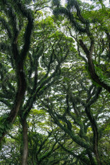 Obraz premium De Djawatan Forest is a popular tourist destination in Banyuwangi. It offers the beauty of tall trembesi trees that stretch upwards, forming a cave-like shape. 