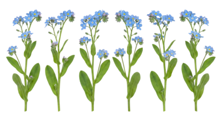Delicate Blue Forget-Me-Not Flowers Isolated on White Background