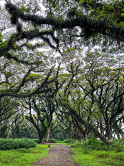 Scenic footpath winding between centuries-old giant rain trees, forming a lush green tunnel that creates a calm, iconic landscape and a popular nature tourism attraction.