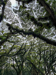 Enchanting canopy of towering trembesi trees in De Djawatan Forest, Banyuwangi, creating a lush green tunnel with a mystical atmosphere and serene natural charm.