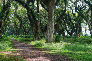 Scenic footpath winding between centuries-old giant rain trees, forming a lush green tunnel that creates a calm, iconic landscape and a popular nature tourism attraction.