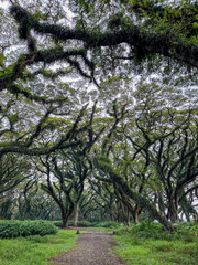 Scenic footpath winding between centuries-old giant rain trees, forming a lush green tunnel that creates a calm, iconic landscape and a popular nature tourism attraction.