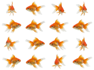 Collection of Goldfish Swimming - Isolated on White Background