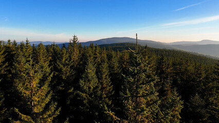 Aerial view of yellow aspen and green pine forests in early autumn in Colorado, USA. A picturesque autumn mountain landscape.