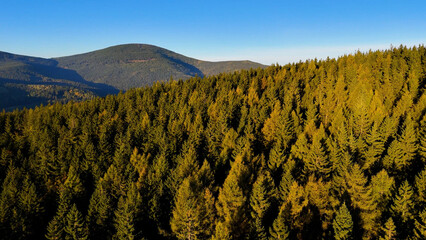 Aerial view of yellow aspen and green pine forests in early autumn in Colorado, USA. A picturesque autumn mountain landscape.
