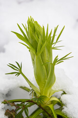 A close up shot of a green helleborus foetidus plant with its unique leaves emerging from fresh white winter snow