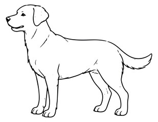 Obraz premium Hand drawn line art illustration of a labrador dog depicting standing in profile for pet related designs