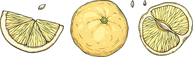 Set Sketch lemonade. Summer cold drinks, hand drawn yellow lemons slices and leaves. Glass of lemonade with ice vector illustration set. Drink fruit lemonade graphic, juice and mint leaf © lupascoroman