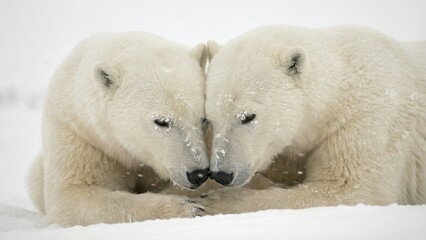 Fototapeta premium Two polar bear with emotional connection showing love and tenderness. Romantic animal relationship for Valentines Day greeting card.