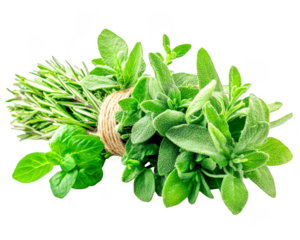 Fresh rosemary, thyme, oregano, and sage herb bunch tied together on transparent background