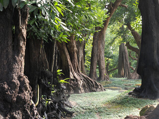 Jungle forest with tropical trees Adventure background