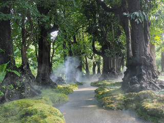 Jungle forest with tropical trees Adventure background