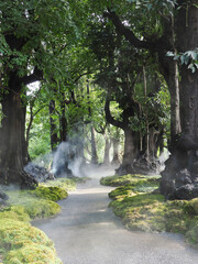 Jungle forest with tropical trees Adventure background