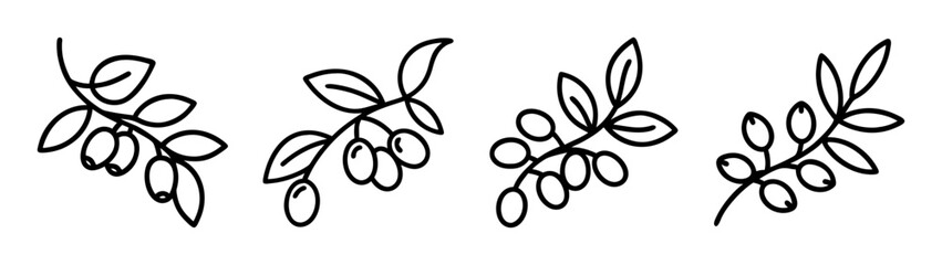 Vector olive branch illustration set, botanical drawing, mediterranean plant, organic design element