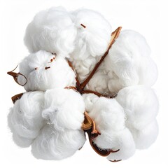 Close-up of fluffy white fibers emerging from a brown pod