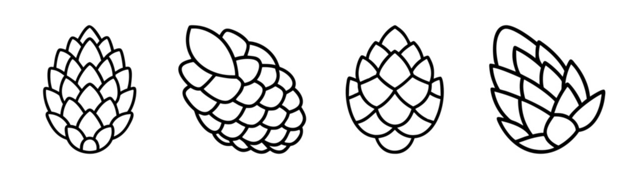 Collection of hand drawn pine cones vector illustration for botanical design elements and art