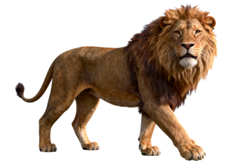 Majestic Adult Male Lion with Full Mane