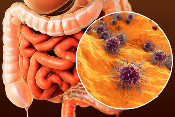 Human stomach and intestines with close-up of pathogenic bacteria on gastric mucosa, spiral-shaped cells with flagella, scientific medical illustration