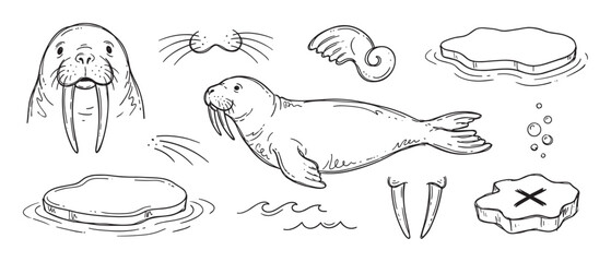Set of hand-drawn walrus illustrations in a cute doodle style showing the animal, its tusks, ice floes, and other arctic elements for a children's book or educational material