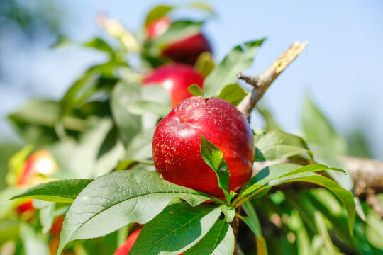 Fresh Red Nectarines on Branch in Orchard Garden