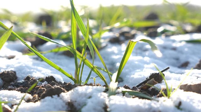 Close-Up of Snow-Covered Ground with Green Grass in a Quiet Winter Field 4K Video