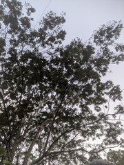 Dense Tree Branches Framing the Sky in Ahmedabad