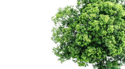 Obraz premium Lush green tree with a natural appearance isolated on a white background