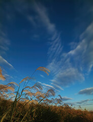 ススキと空	