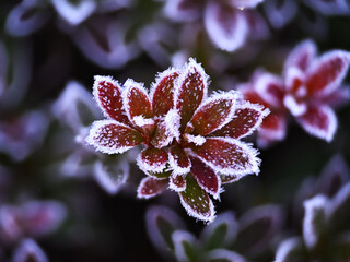 Frost-covered red leaves with ice crystals, macro close-up