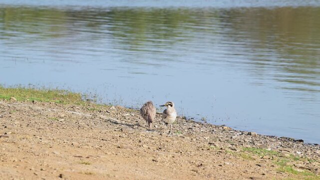 Burhinus indicus or Indian stone curlew or Indian thick knee pair front and back view shaking wings preening in winter sunlight at ranthambore national park forest tiger reserve rajasthan india asia