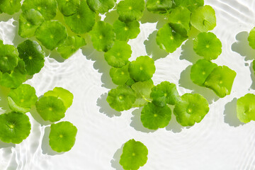 Green pennywort leaves floating on clear water with soft ripples.