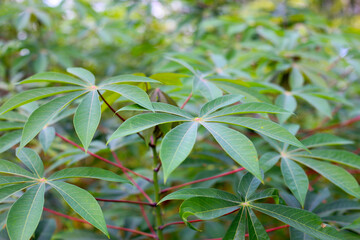 Green leaves of a cassava plant grow in the field.