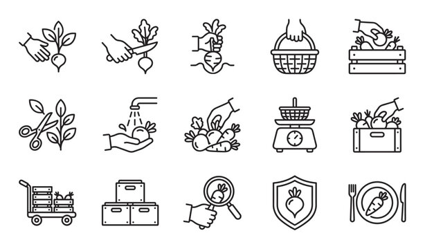 Set of black line icons showing the vegetable farming and harvesting process from planting and growing to washing, packing, and serving on a plate for consumption